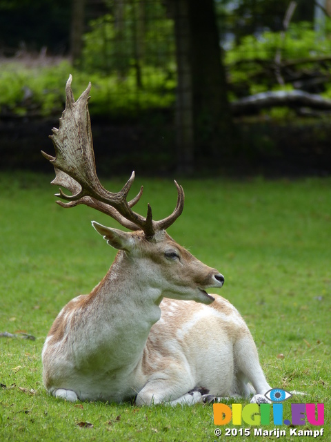 FZ020055 Fallow deer (Dama dama)